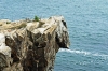 Felsnase - (c) R Plock.jpg